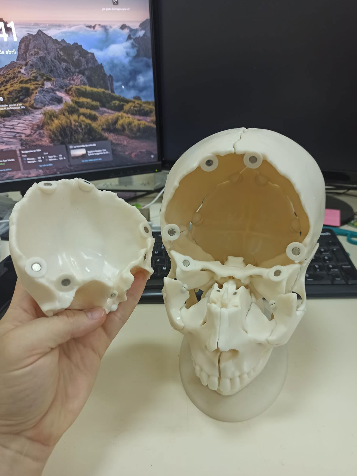 Maqueta anatómica: cráneo imantado
